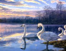 Swans on a lake at sunset