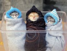 Three little funny cats - wrapped