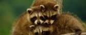 Family of raccoons - sweet animals