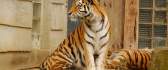 Sweet wild animal - tiger