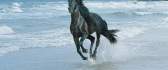A black horse running on the beach