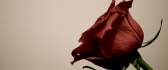 Beautiful velvet red rose