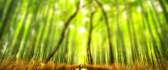 Blurry bamboo forest HD wallpaper