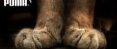 Puma brand - paws of the mountain lion