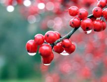 Small red fruits close up HD wallpaper