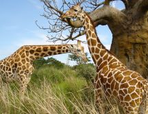 Two giraffes in nature HD wallpaper