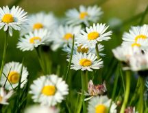 Field with spring flowers - Daisy flowers