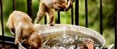 Zoo - monkeys doing bath