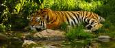 A sad tiger in the jungle