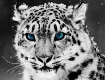 Beautiful white leopard with blue eyes
