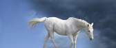 Beautiful white horse on the field - painted wallpapers