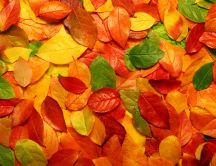 Autumn blanket - copper-colored leaves