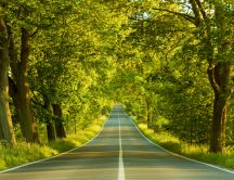 Road through the trees - nature HD wallpaper