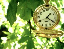 Golden pocket clock hanging in a tree HD wallpaper