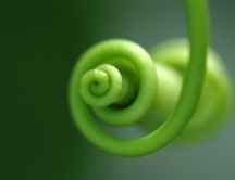 Curly green plant - vegetable HD wallpaper