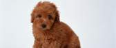 Sweet little puppy - fluffy dog - animal hd wallpaper