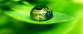 The world in a drop of water supported by a leaf