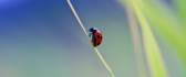 Ladybug climbing a blade of grass - macro wallpaper