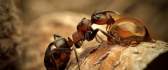 An ant on a piece of wood - macro hd wallpaper