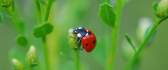 A ladybug on top of a plant - macro HD wallpaper