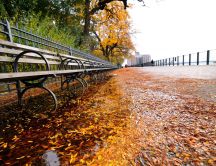 Fall on the sidewalks of New York HD wallpaper