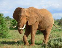 Big elephant walking through the jungle HD wallpaper