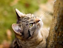 Curious cat wants to climb the tree HD wallpaper