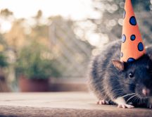 A small mouse with birthday hat HD wallpaper