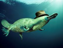 Platypus in the water wears a hat - HD wallpaper