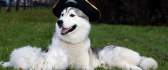 Huski dog with pirate hat HD wallpaper
