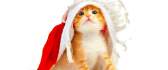 A small kitten in a Christmas cap HD wallpaper