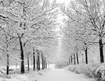 Trees full of snow in a park in town HD wallpaper