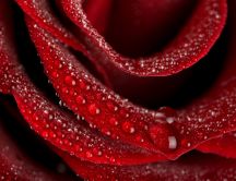 Velvety red rose full of water drops HD wallpaper