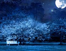 Magic blue night - A bench under a beautiful tree