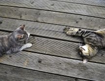 Two brindle cats on a wooden dock