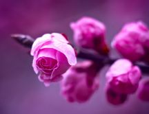 Pink rose buds - close up