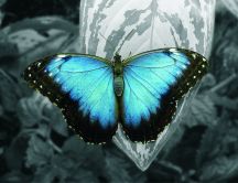 A beautiful butterfly with blue wings
