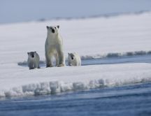 Mother bear with her ​​cubs on a piece of ice