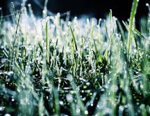 Blades of grass frozen on the morning