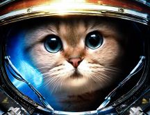 Cat from space HD wallpaper