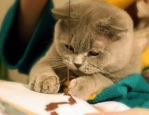 Cat learn to crochet - playful cat