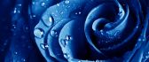 Drops of water on a beautiful blue rose - macro