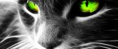 Big green eyes of a black cat