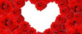 Lots of velvety red roses - Valentine's Day
