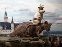 Rat - king of cats