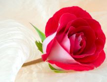 Red rose - symbol of love