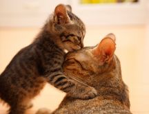 I love my mother - baby kissing its mother