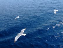 Seagulls flying over blue sea - HD wallpaper