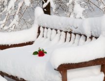 Beautiful red rose left on the white snow - HD wallpaper