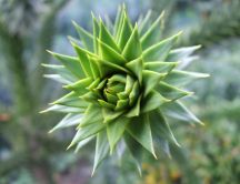 Green cactus flower - macro wallpaper